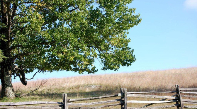 8th Annual AMPC Parkway Category Theme: Parkway Tree Project